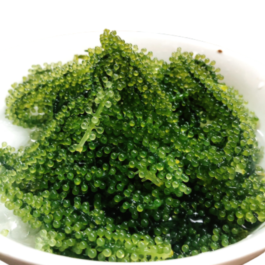 عنب البحر-Caulerpa lentillifera-أعشاب بحرية عالية الجودة من فيتنام // Ms jin e