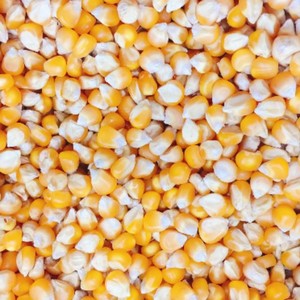 Maíz amarillo seco de la mejor calidad, alta demanda, 100%, venta al por mayor, exportación de Europa - Product Image 4