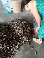 100% FRUITS secs de haute qualité, MORINDA CITRIFOLIA pour WHOLESALES-MS. AKINA chan