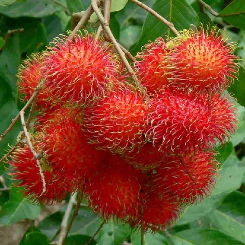 HOT DEAL FRESCO RAMBUTAN di ESPORTAZIONE di FRUTTA TROPICALE di ALTA QUALITÀ DAL VIETNAM + 84 896611913