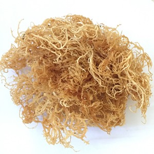 MOUSSE DE MER D'OR SÉCHÉE PREMIER, EUCHEUMA COTTINI DU VIETNAM - Product Image 4