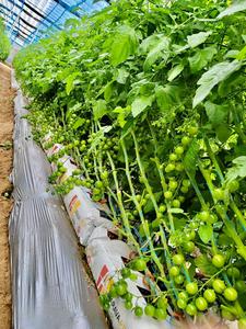 Sacs d'apprentissage en tomate, pour fabricants mexicaine, au meilleur prix - Product Image 3