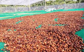 KAFFEE SCHALEN/KAFFEE SCHALEN-DNGER IN VIETNAM| Alibaba.com