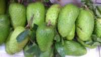 Verse Zuurzak Fruit Graviola Fruit, Pk: 0084 917 476 477