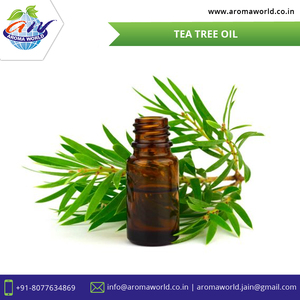 Huile essentielle biologique Vente en gros Aroma SPA Relaxation Relaxation Huile de massage corporel Arbre à thé Huile essentielle naturelle 100% pure - Product Image 4