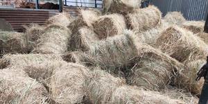 Déchets agricoles bon marché de paille de riz de haute qualité du Vietnam pour l'alimentation animale - Product Image 6