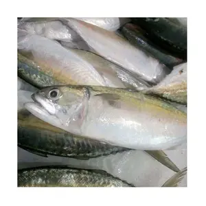 BQF海冻太平洋鲭鱼鲜冻带鱼出口商