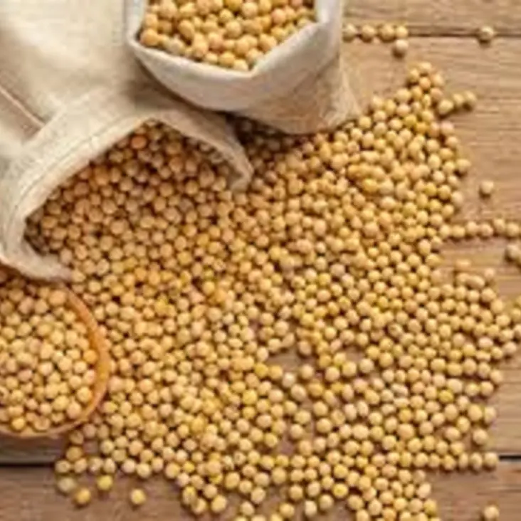 Soybeans seeds