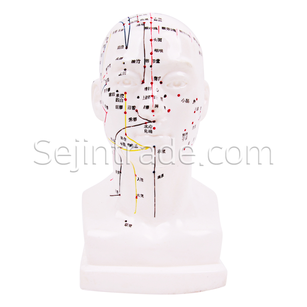 Acupuncture Needle Hospitals Anatomical Human Model Rubber Head Model 22cm Sale Massage Clinic Moxa Chinese Medicine Model
