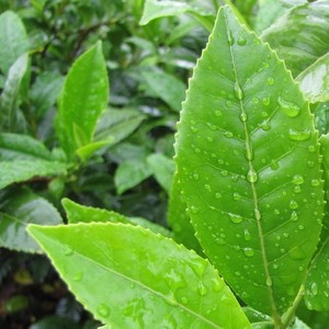 Productos químicos no tóxicos para el mejor precio, polvo natural de camellia sinensis - Product Image 6