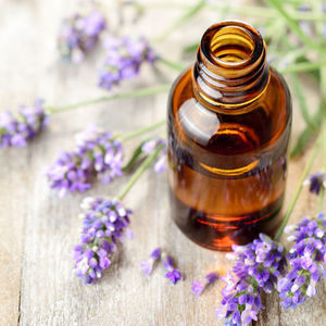 Aceite Esencial de Catnip 100% Puro (Nepeta Cataria) Extracto de Flor |   Destilado al vapor |   Certificado GMP |   Cuidado de la Piel Natural |   Venta al por Mayor - Product Image 5