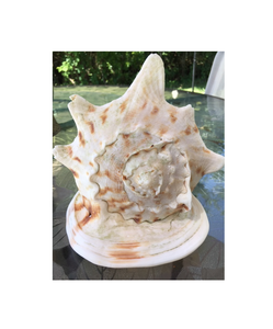 Coquille de Cassia Cornuta, Coquille de Cassia Cornuta, Coquille de mer - Product Image 1