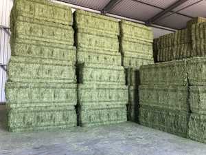 หญ้าอัลฟัลฟ่า ราคาพิเศษ สำหรับพื้นที่อ่าวและประเทศอาหรับเท่านั้น - Product Image 3