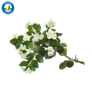 น้ำมันไมร์เทิลออร์แกนิคบริสุทธิ์100% อินเดีย - Product Image 6