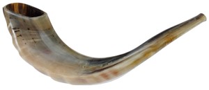 Shofar Kudu Corne de Bœuf Polie Shofar - Product Image 2