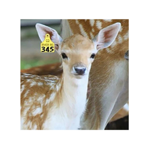 Good Premium Quality UHF RFID Deer Pig Sheep Ear Tags <b>Device</b> for Livestock Animal <b>Tracking</b> SID Global UT-54 - Product Image 1
