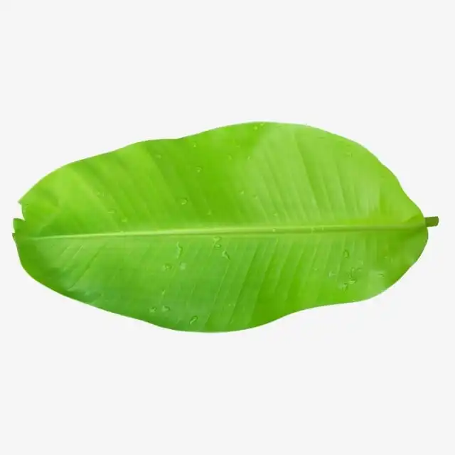 Свежий банановый лист для продуктов питания, заменяемый в пластиковый пакет, биоразлагаемый от вьетнамского поставщика, новый урожай 2022