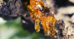 Bálsamo de Gurjun (Dipterocarpus Jourdainii) Aceite Esencial Puro Destilado al Vapor y Certificado GMP AARNAV GLOBAL EXPORTS Resina Derivada - Product Image 6