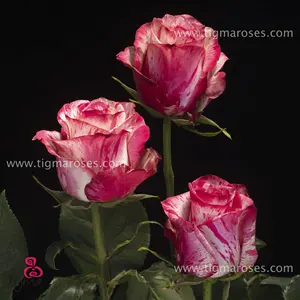 Ecuador玫瑰魔法时代天然鲜花长茎切割玫瑰批发和婚礼来自Tigma