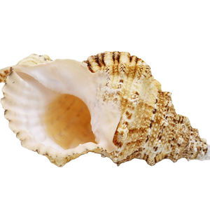 Larges coquillages naturels, 100 pièces, en vrac, données d'or 99 - Product Image 1