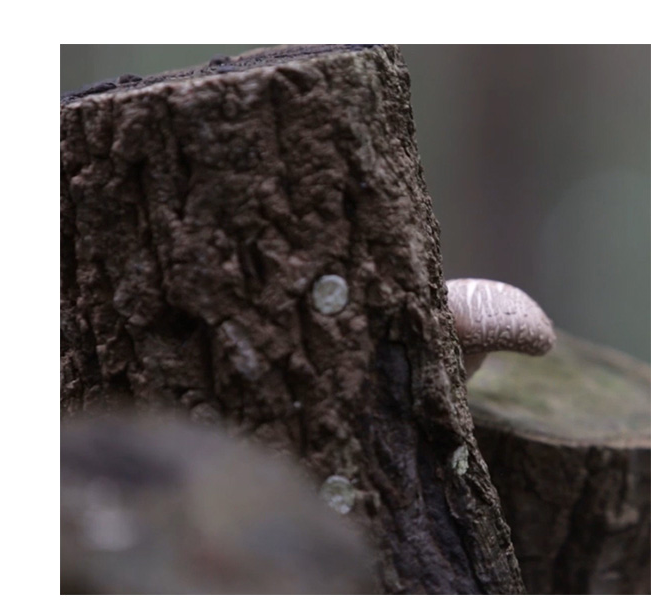 Certified Wholesale Korean priceless Shiitake mushroom