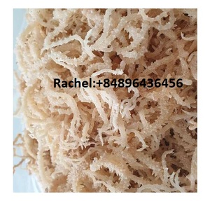 Mousse de mer biologique fabriquée au Vietnam Mousse de mer séchée de haute qualité et au meilleur prix - Product Image 3