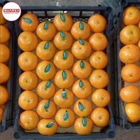 Naval Orange / Valencia Orange /Export Quality Oranges/Navel Oranges、バレンシア、Mandarin、Tangerine、Lemons、Clementine