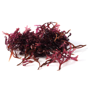 <b>Sea</b> <b>Moss</b> Irish <b>Moss</b> Wildcrafted 100% <b>Natural</b> - Product Image 2