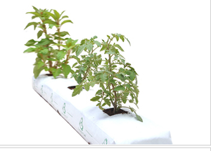 กระเป๋าปลูกโกโก้,ขายดี - Product Image 2