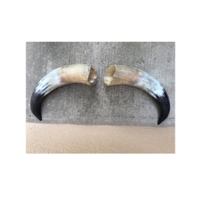 Paire de buffle corne et pointe/corne naturelle de boeuf en gros taille moyenne et utilisation décorative murale - Product Image 1