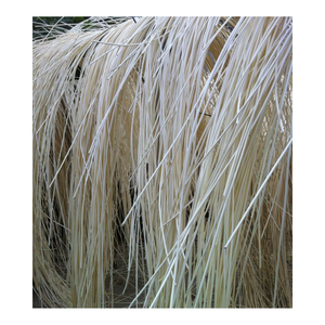 วัสดุแกนหวายเวียดนาม-หวายธรรมชาติ 100% ขนาดเส้นผ่านศูนย์กลางหลากหลาย  ฟอกสีขาว สำหรับเฟอร์นิเจอร์คุณภาพสูง - Product Image 1