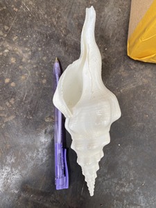 Artesanías naturales, conchas de mar de gran tamaño, conchas de Caracol pulidas, bonitas conchas marinas para la decoración del hogar, conchas de Caracol blancas pulidas 99GD - Product Image 4