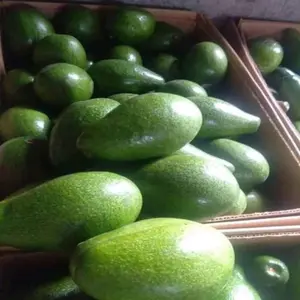 อะโวคาโดสด Hass พร้อมจำหน่าย - เกรดพรีเมียม รสหวานธรรมชาติ 100% บรรจุภัณฑ์ 10 กก. - Product Image 1