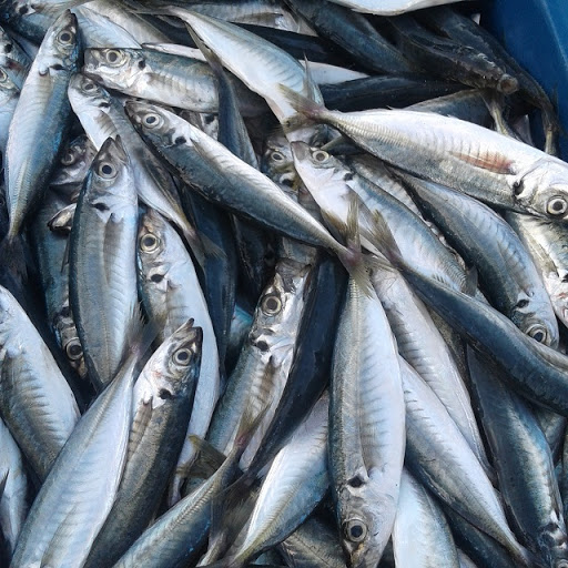 Frozen Layang Round Scad/ Scad Fish From Vietnam Cheap Price