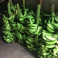 CTC Green Banana-BD Modelo de Origen 2021