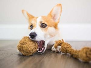 Low Price <b>Coconut</b> Chew Rope Toy - <b>Coconut</b> <b>Husk</b> Rope Toy/ Natural Coco Ball Dog Chew With High Quality/ Shyn Tran +84382089109 - Product Image 6