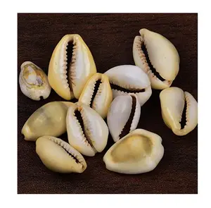 Best Price Vietnam Natural Yellow Cowry Shell, Money Cowrie Conch in bulk for sale with hight quality +99 GOLD DATA WA