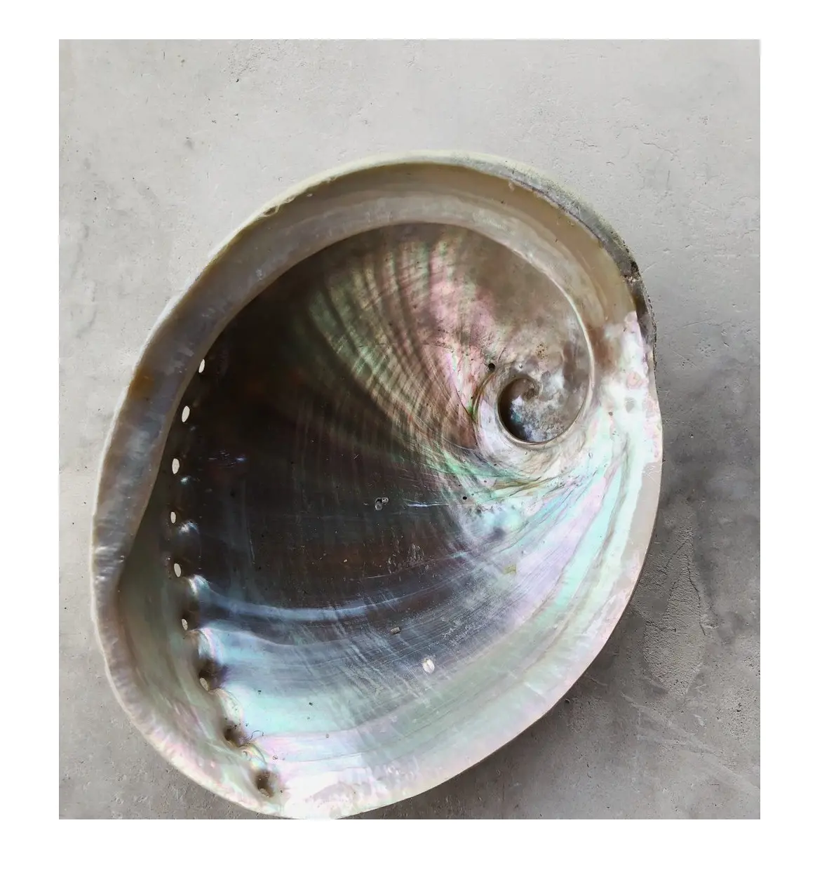 Abalone Sea - Multicolor Abalone Shell Leveranciers En Fabrikanten ([Ws0084587176063]