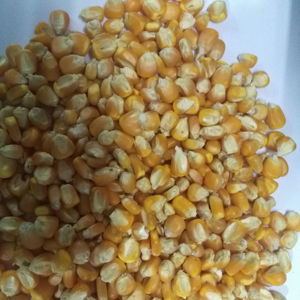 Grade 100% Maturity Yellow <b>Maize</b> Dried Yellow Corn for Animal Feed High Protein Fish <b>Meal</b> for Pig Cattle Horse Food Packaged Bag - Product Image 4