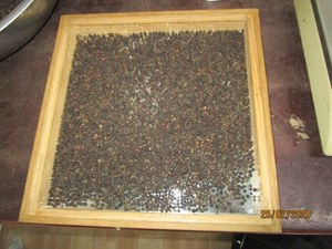 Pimienta Negra de Vietnam en Oferta, Grano Jumbo de 5 mm, 500GL 550GL, Pimienta Entera Seca, Exportación a Granel, Suministro Directo de Fábrica - Product Image 5