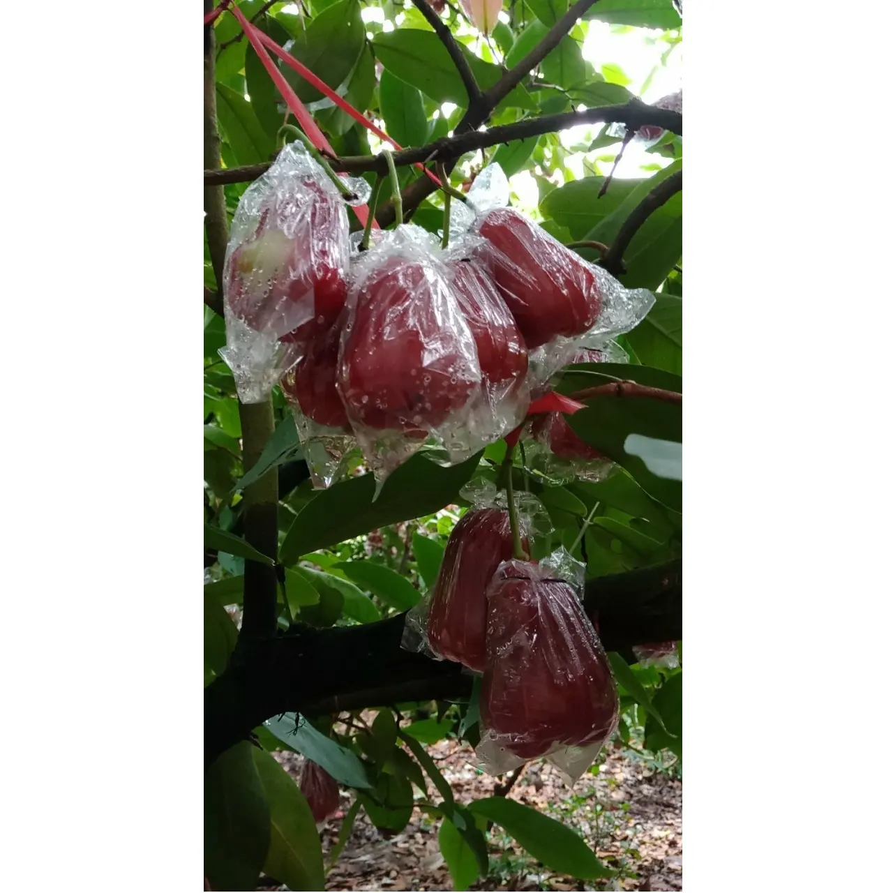 Venda superior fresca natural leve maturidade vermelho um phuoc roseapple extratado do vietnã para venda