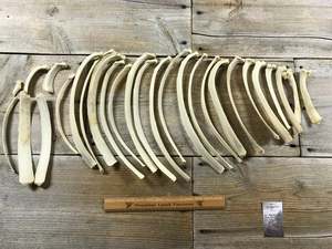 Os de chameau blanc blanchi naturellement, matériau écologique et biologique, style animal, objet de collection pour la fabrication de bijoux - Product Image 2