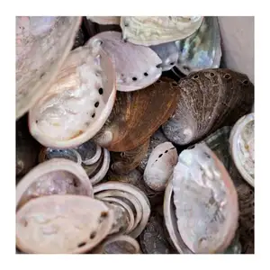 เปลือกหอยเป๋าฮื้อจากเวียดนาม,สีนิลทะเล