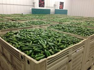 Enfriador rojo seco de la mejor calidad, aceite fresco de importación y exportación a la venta, 100% - Product Image 2