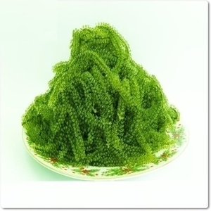 SUPERFOOD DE LA MER/NATUREL FRAIS MER GPAPES/ALGUES/(Ventre: + 84963417001) - Product Image 4