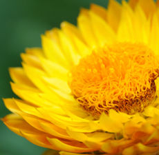 Aceite Esencial Puro de Helichrysum Orgánico Certificado por GMP, 100 ml, Destilado al Vapor en Italia, Aroma Intenso, Nutritivo, Reafirmante, Aclarante para la Piel - Product Image 3