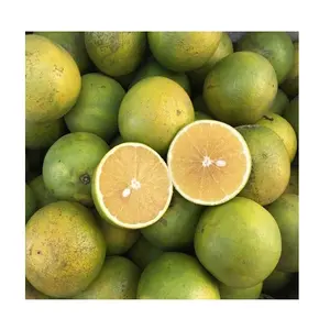 BESTER PREIS-Frische Valencia Orange/Orangen frucht aus Vietnam-Großhandel für frische Orange/Nabel orange