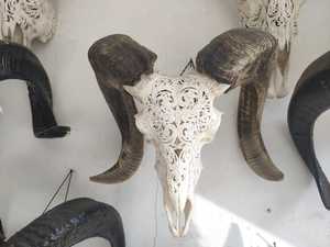 งานแกะสลักกะโหลกศีรษะของแกะ ศิลปะพื้นบ้าน ไม้คุณภาพสูง แกะสลักละเอียด 100% ทำด้วยมือในบาหลี - Product Image 3