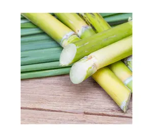 Sugarcane frozen com alta qualidade e o preço mais baixo (ms. ashley + 84 933396640)