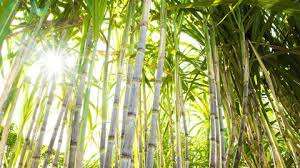 Congelados de caña de azúcar sin piel para Sales-Ms.Holiday - Product Image 4